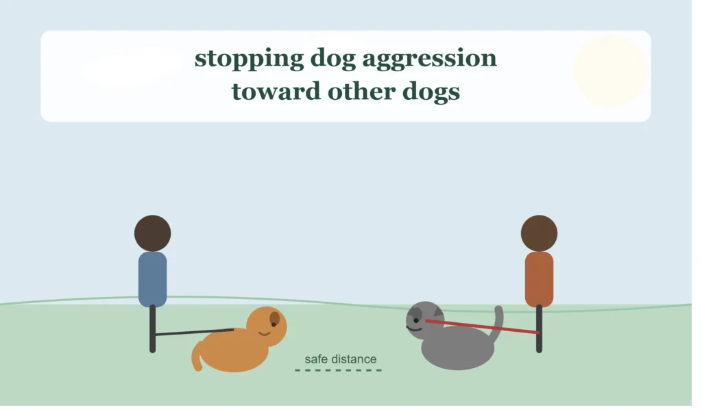 How to Stop Dog Aggression Towards Other Dogs: A Practical Owner's Guide