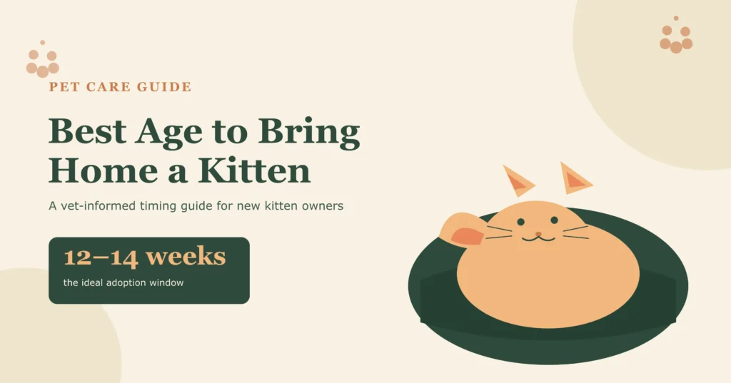 Best Age to Bring Home a Kitten: A Complete Timing Guide