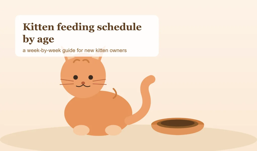 Kitten Feeding Schedule by Age: A Complete Vet-Informed Guide