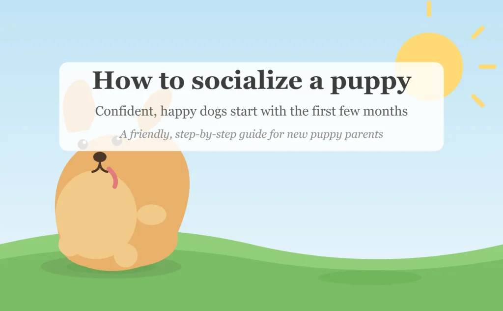 How to Socialize a Puppy: A Complete Step-by-Step Guide